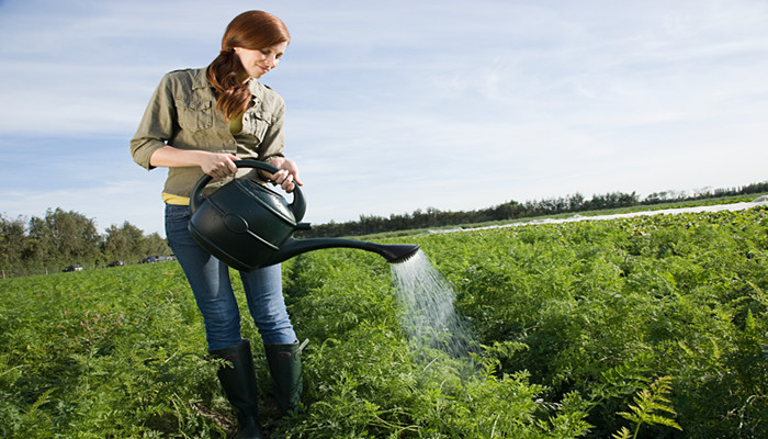 摄图网_501472202_用水罐浇灌田里的庄稼的女人（企业商用）.jpg