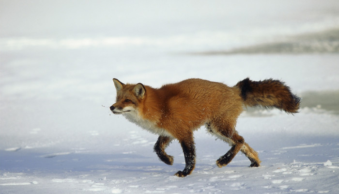 摄图网_501475143_雪中奔跑的红狐（企业商用）.jpg