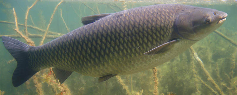 摄图网_50307329、、7_草鱼Ctenopharyngodonidella的水下图片野生动物草鱼在美丽的自然栖息（企业商用）本.jpg