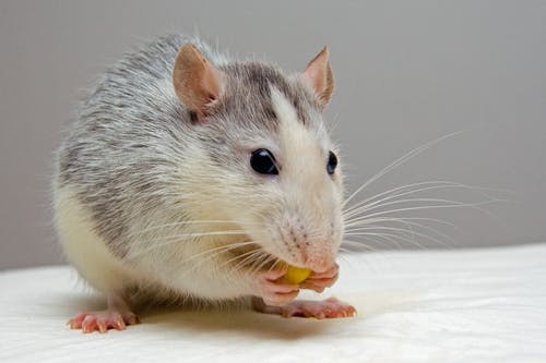 rat-pets-eat-51340.jpg