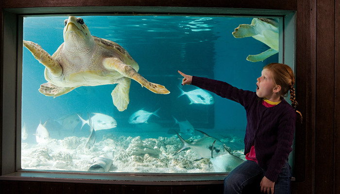 摄图网_501507311_在水族馆里指着海龟的女孩（企业商用）.jpg